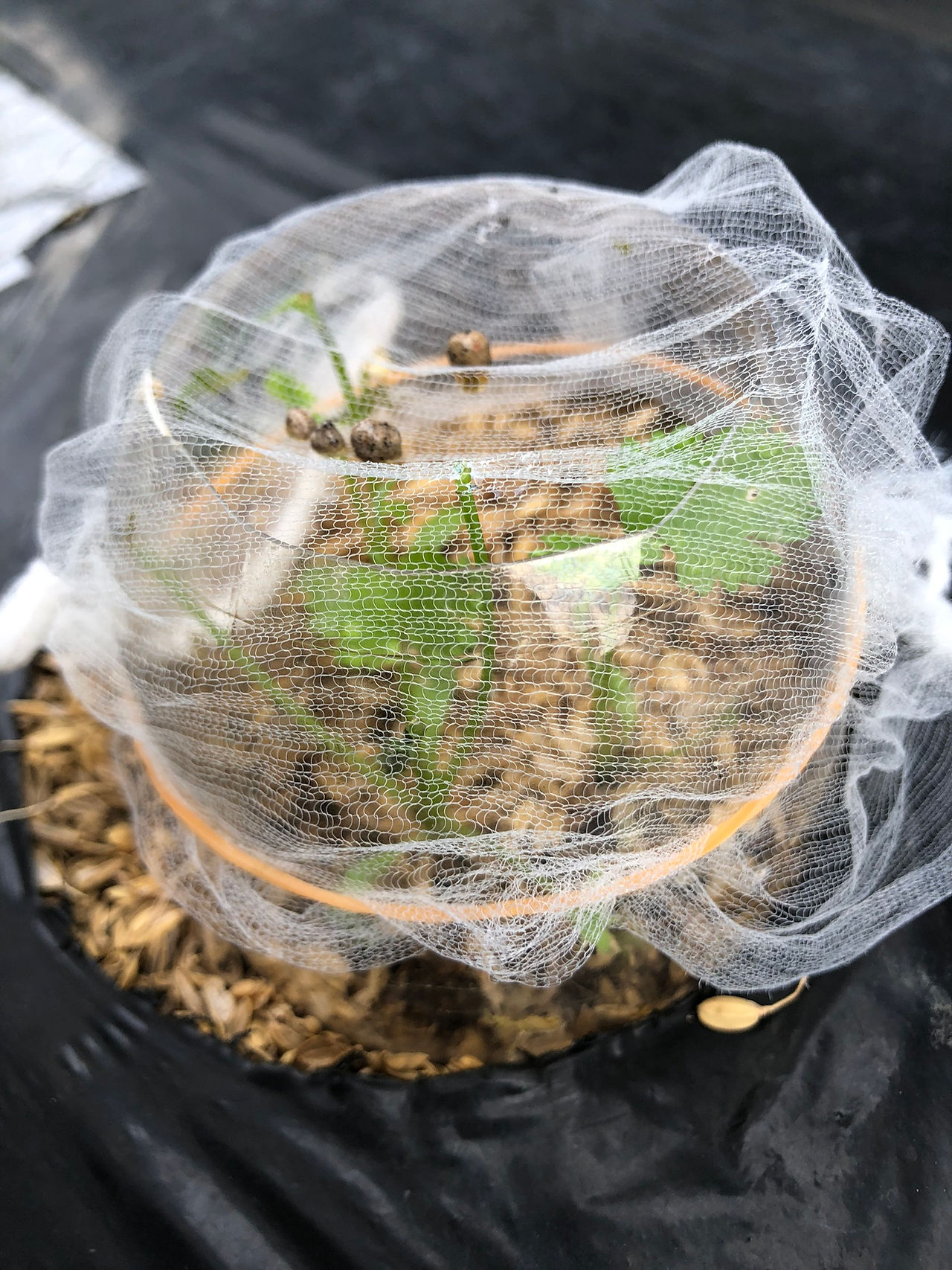 何度も害虫被害に遭うパクチー
