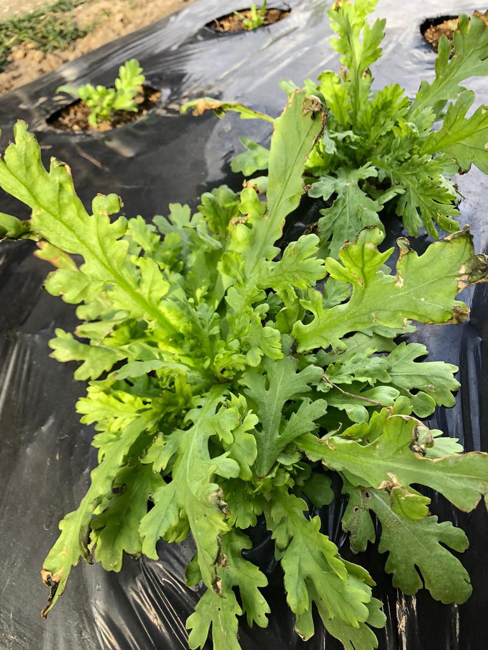 北風に耐えて成長中の春菊