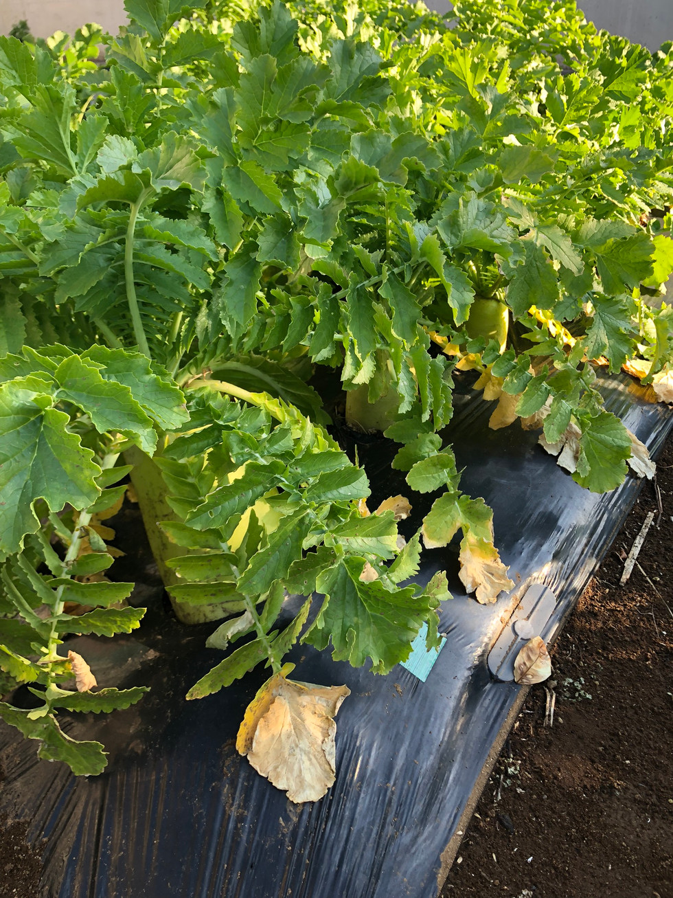 大根は水分量が多く、瑞々しい出来栄えとなりました