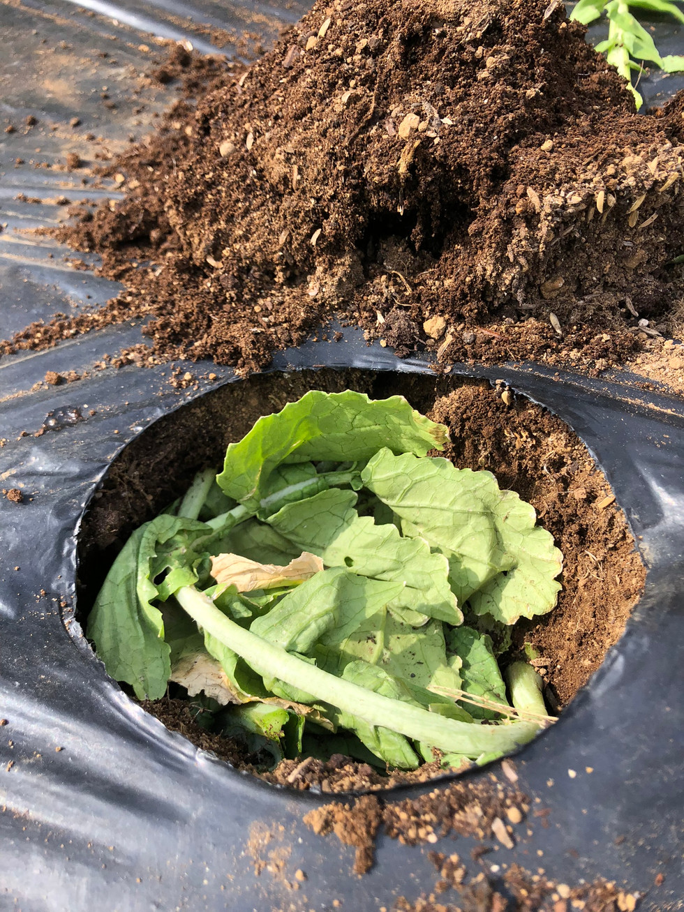 無農薬有機栽培なので収穫後の植物残渣も欠かしません