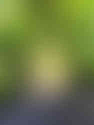 年明けの収穫日が楽しみです