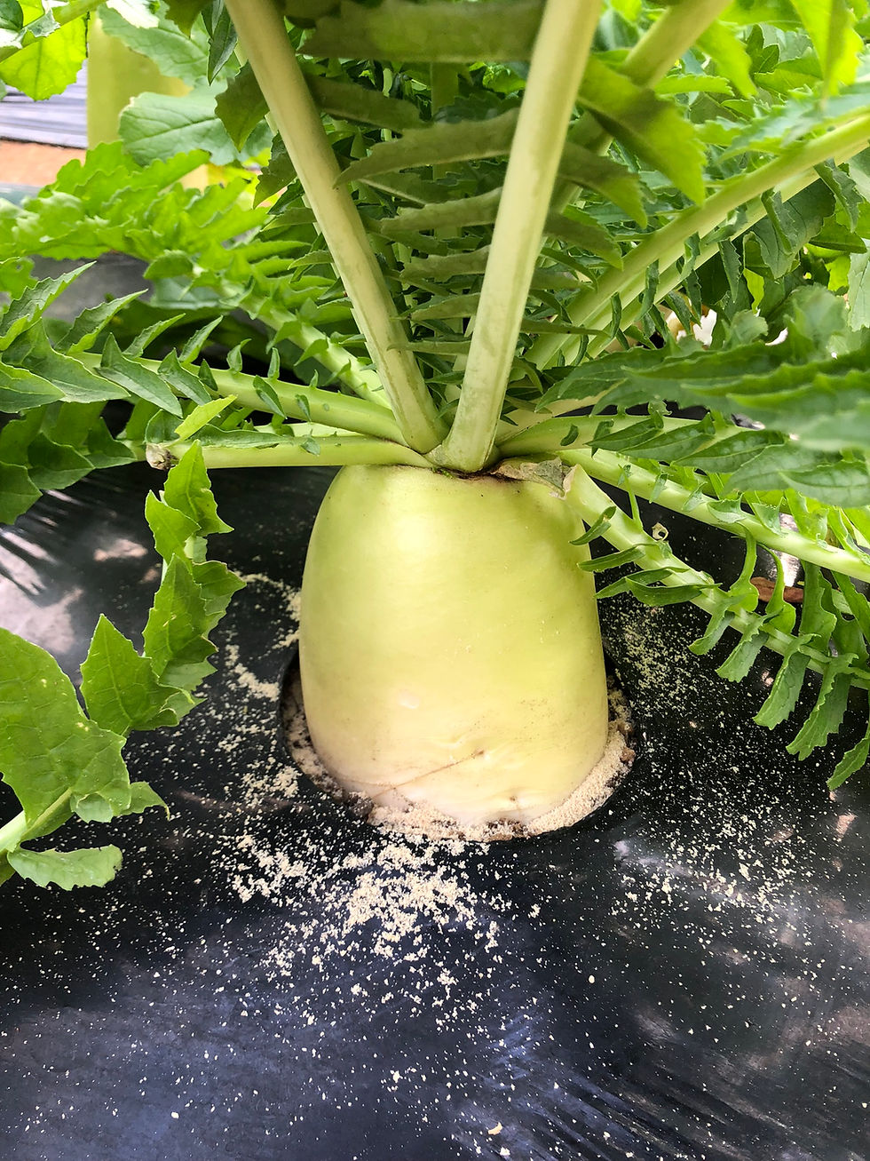 米ぬか施肥と12月の畑の様子