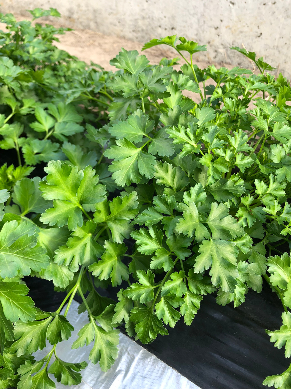 今年から育て始めたイタリアンパセリは繁殖力旺盛です
