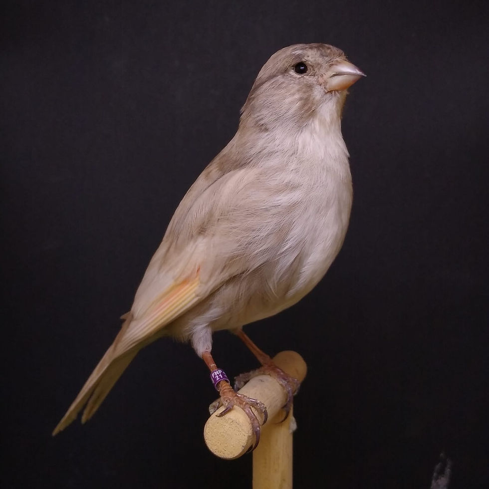 A missense mutation in the tyrosinase gene explains acromelanism in domesticated canaries