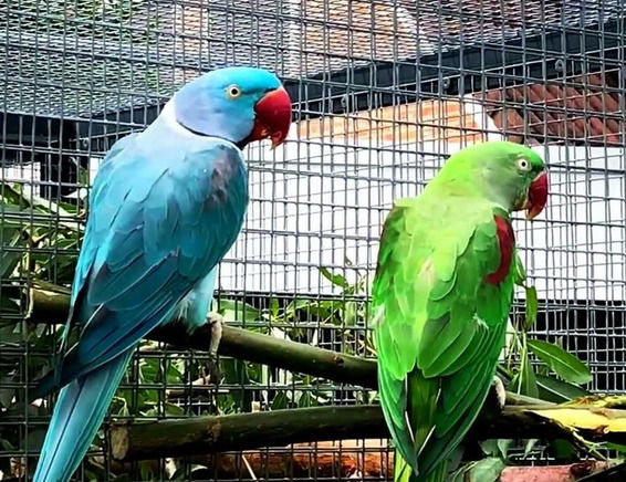 Miniatura: Aves, perfil de DNA Premium de 96 amostras