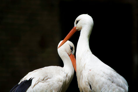 Mechanisms underlying the loss of migratory behaviour in a long-lived bird