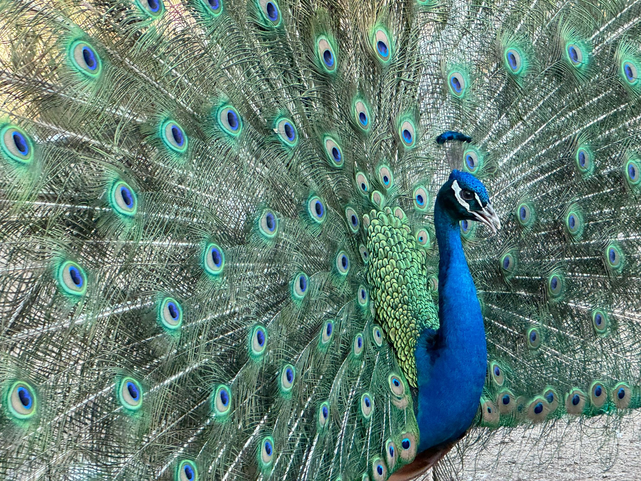 Peafowl mutations
