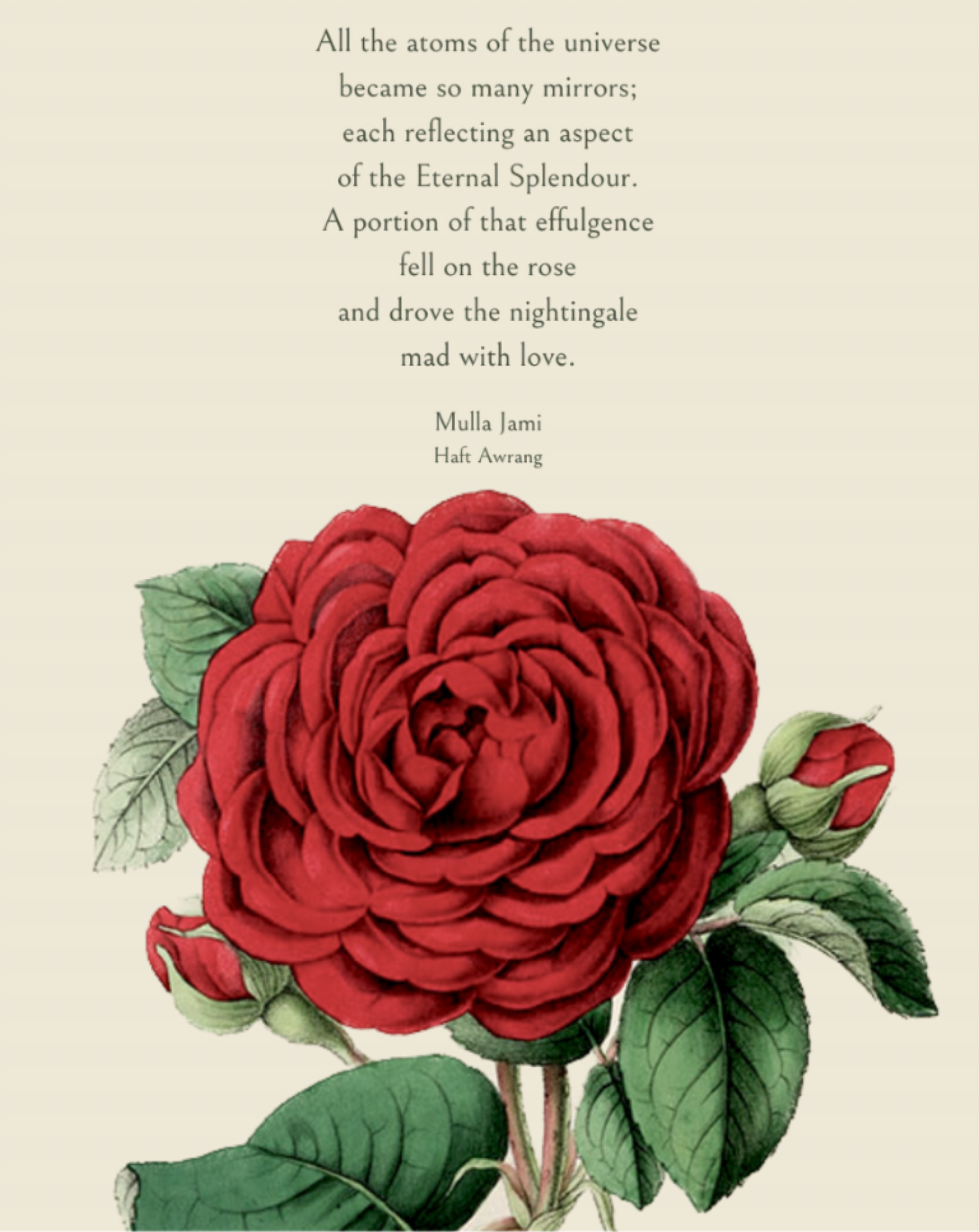 Effulgence: Rose (Jami')