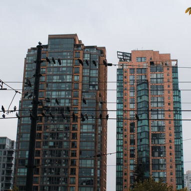 birds still on powerline.jpg