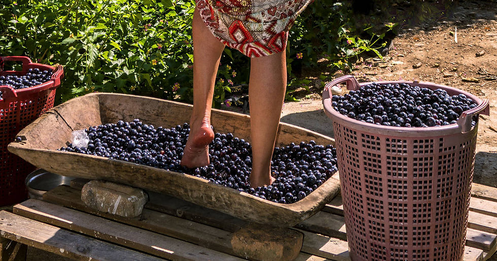 Grape Stomp