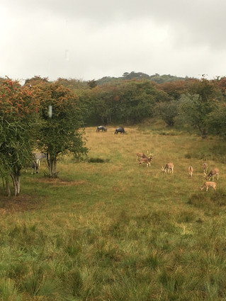 Mini Moon: Port Lympne Safari Park