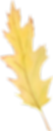Web_Leaf_04.png