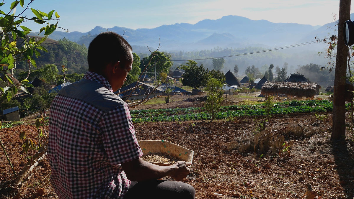 Coffee farmer harvesting coffee beans for optimal yield