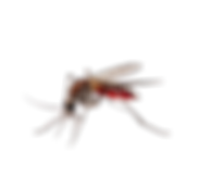 vecteezy_bloodsucker-mosquito-isolated-on-transparent-background-png_24077679_edited_edite
