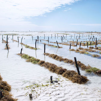 The growth of seaweed plants allow the nature conservation. this is also a primary goal of island Pongwe resort in Zanzibar. 