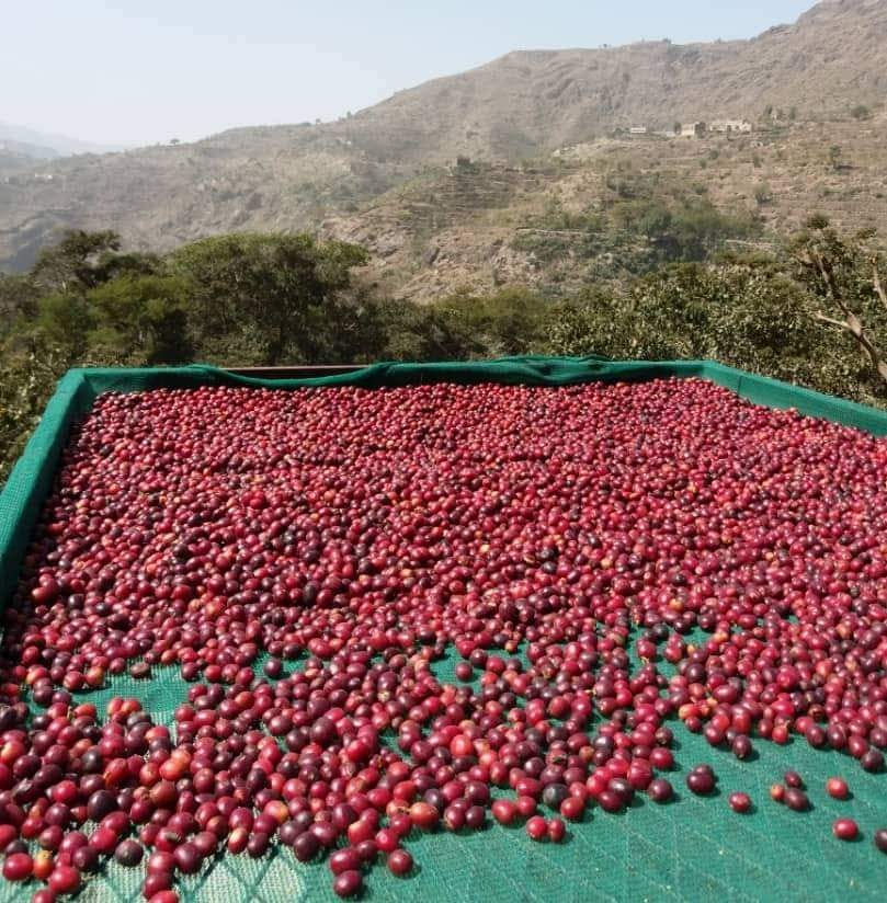 Coffee Growing Regions In Yemen