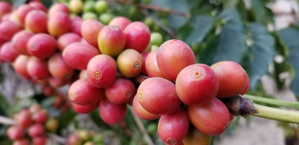 Yemen Coffee Beans Online