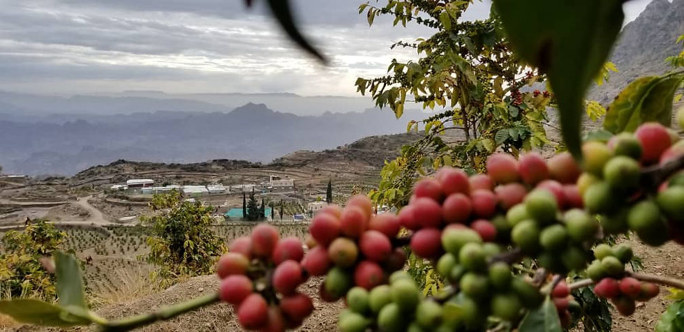 Yemen Coffee