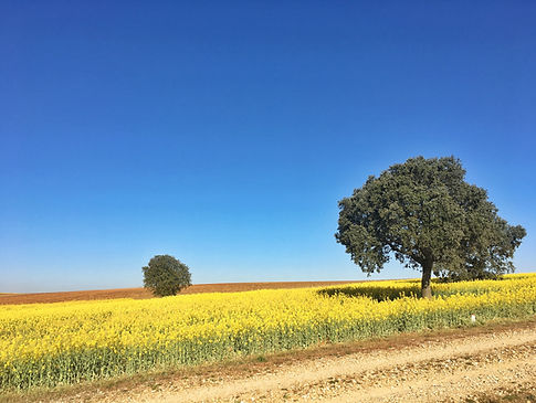 Calzada de Valdunciel - El Cubo de la Tierra de Vino