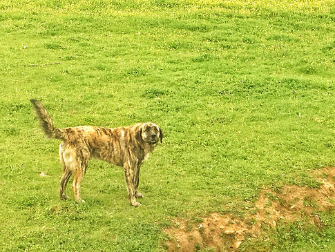 Herdenhund in der Extremadura
