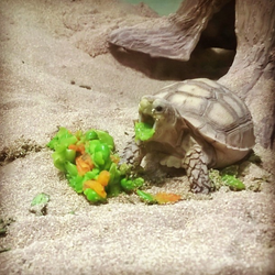 Screen Shot 2018-08-21 at 4.29.39 PM.png