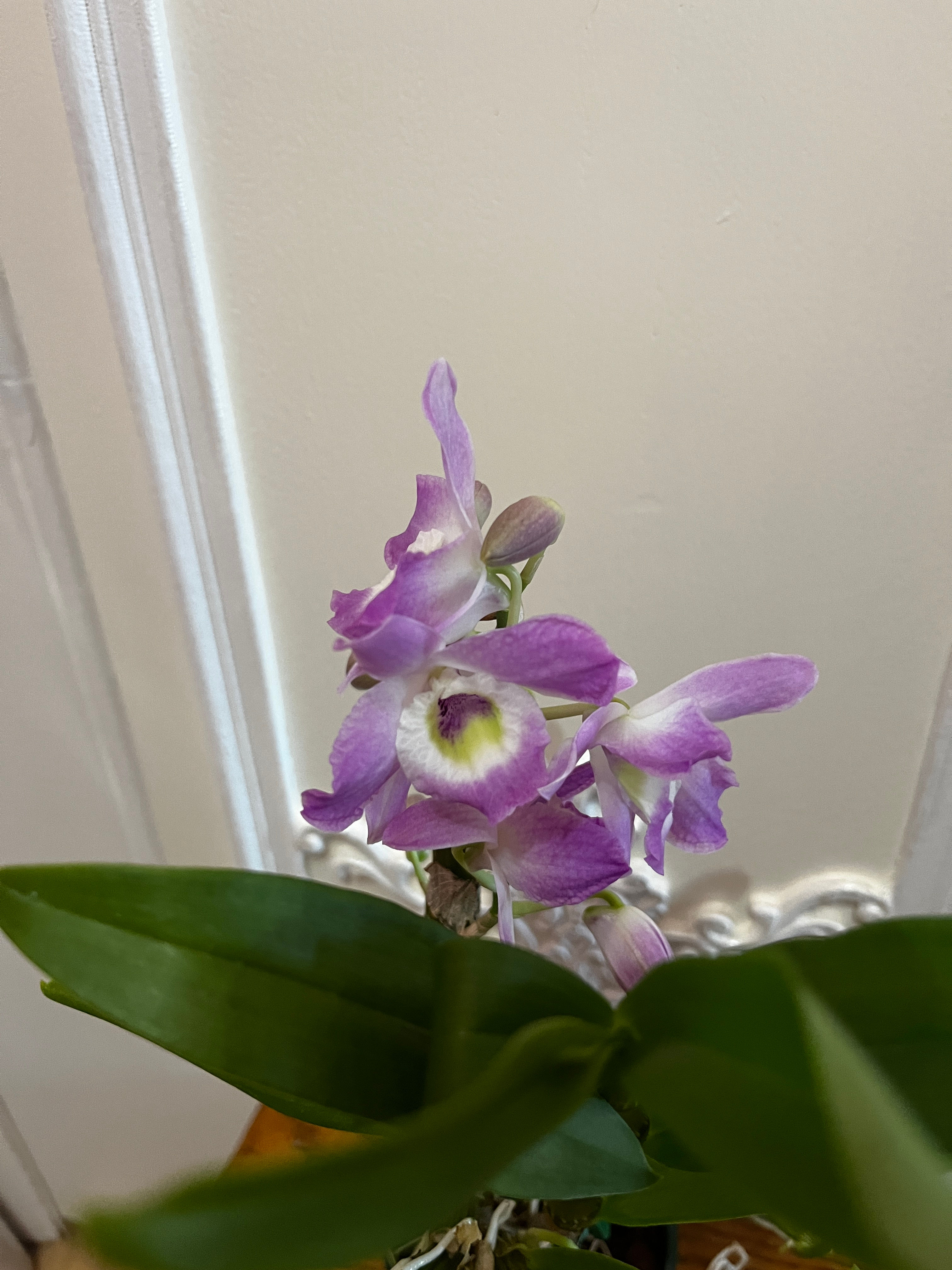 Den. Super Model "Fancy"                                4 inch BS