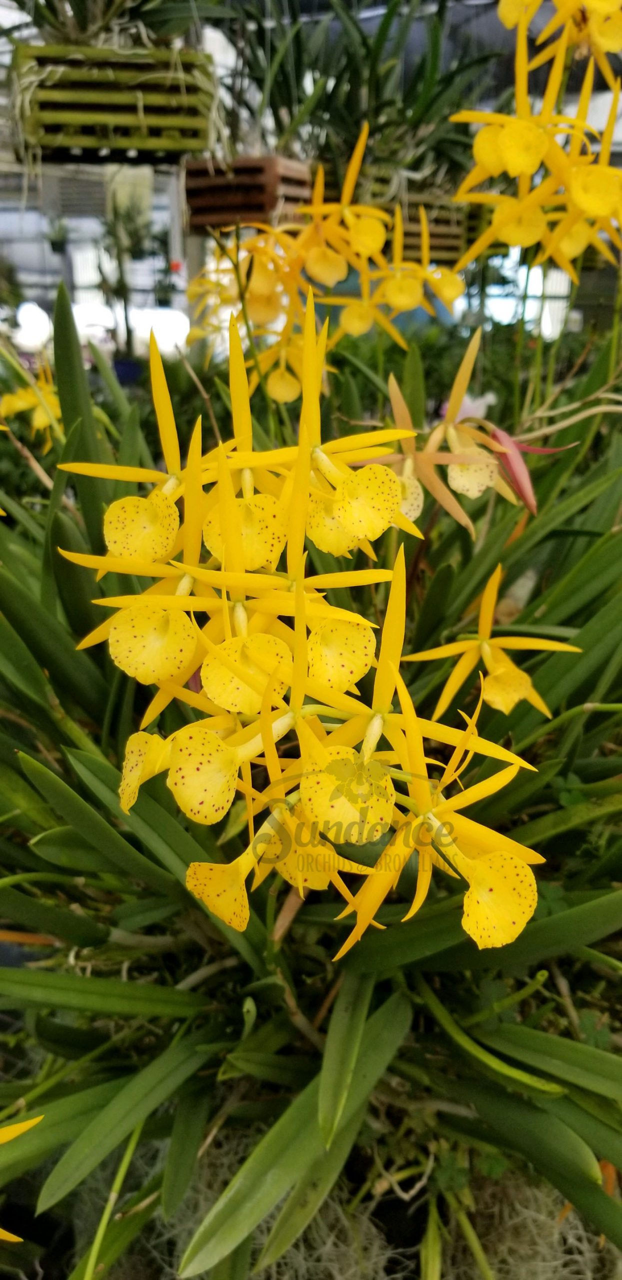 Bc. Yellow Bird  (Richard miller x B.nodosa).    4inch pots.