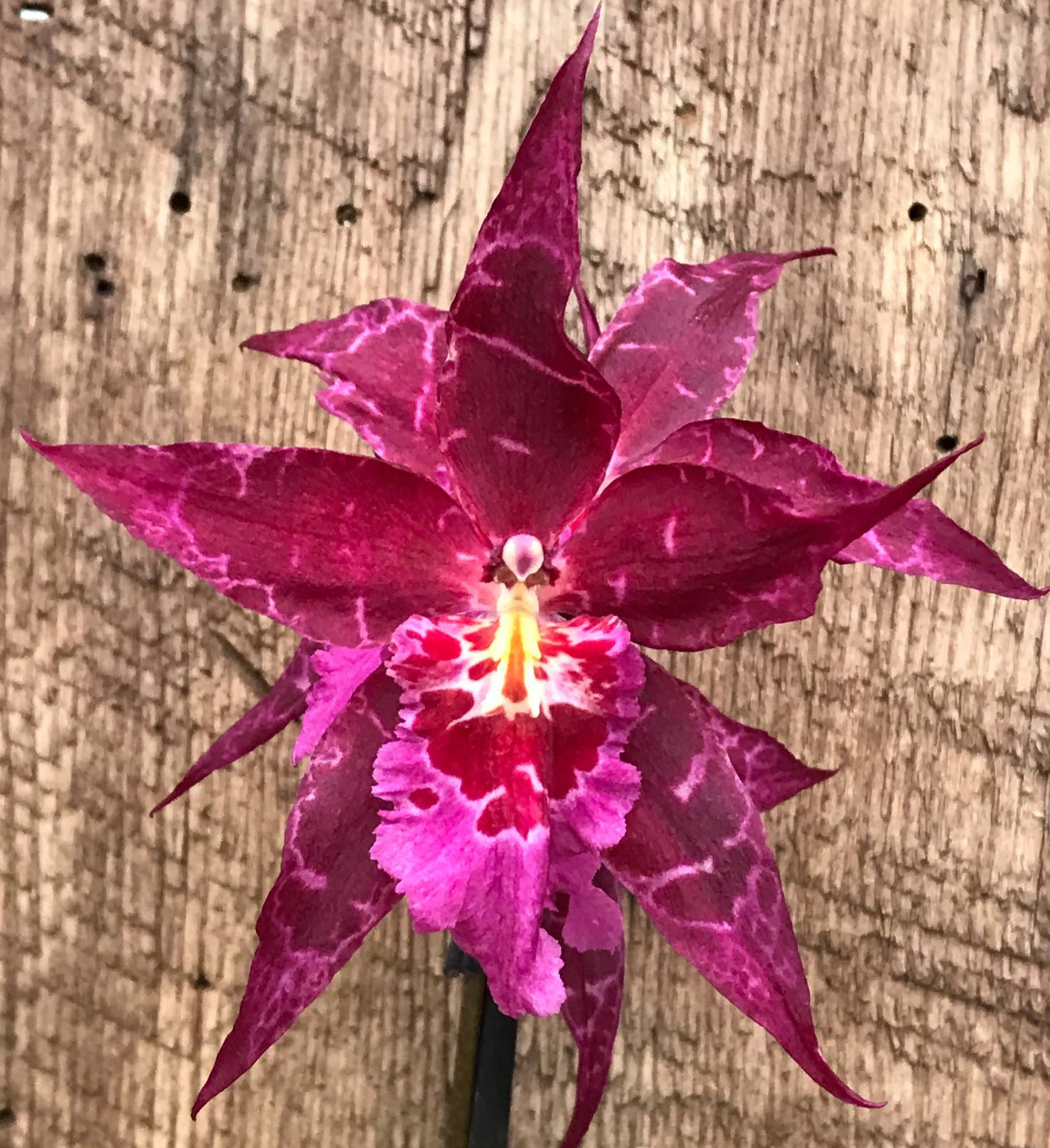 Alcra. Stellar 'Hoku'                   4 inch BS