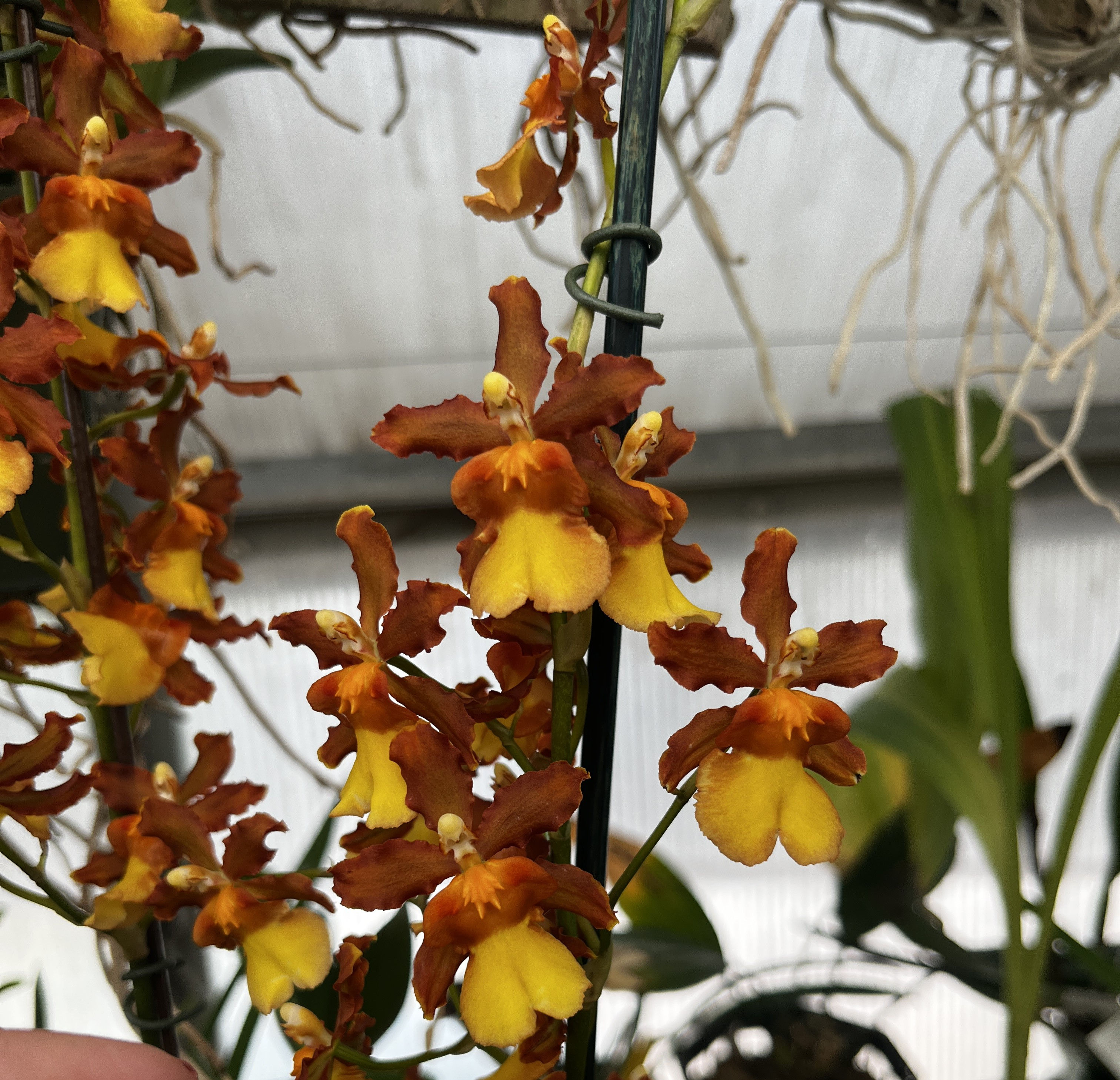 Ons. Catatante 'Orange Kiss'       4 inch BS