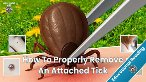 Edublog - Understanding Ticks: A Comprehensive Guide