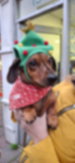 Dachshund wearing a green festive hat and red bandana