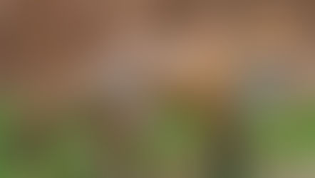 SABBATH REFLECTION - 2nd Sunday of ADVENT – 8th December 19’