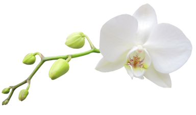 White Phalaenopsis Orchid Pic.png