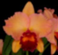No Photo Image.jpg