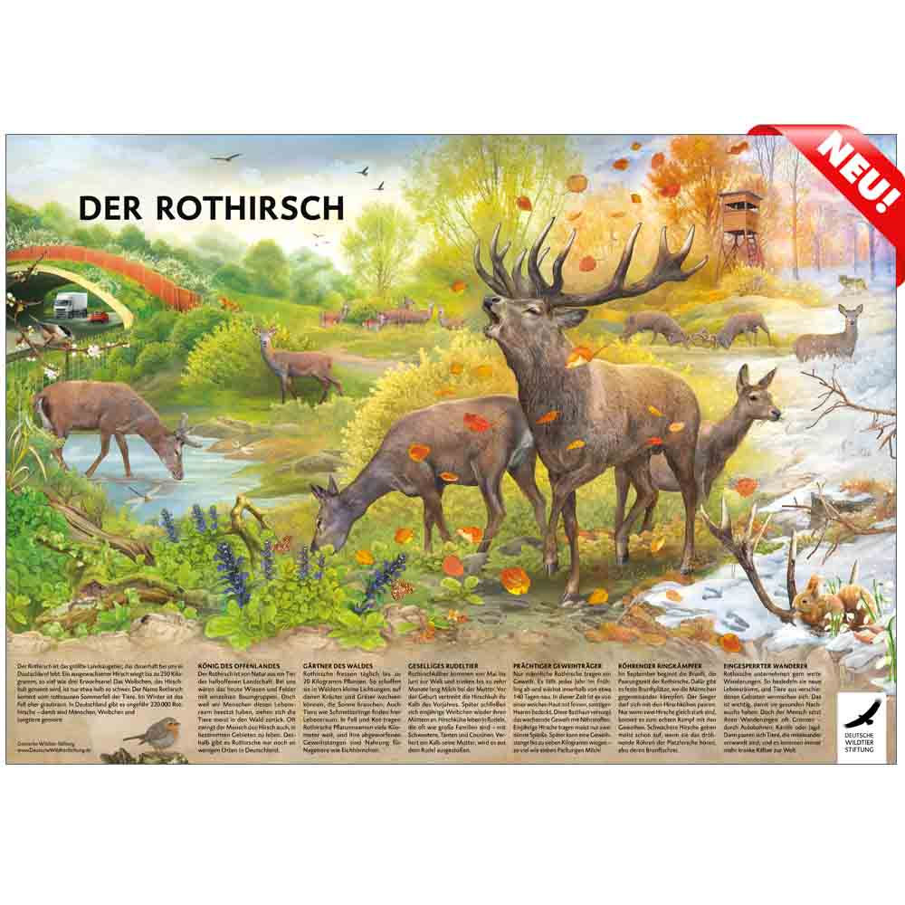 POSTER & AUSMALBILD „Der Rothirsch“