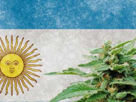 Más requisitos para cultivar cannabis medicinal en Argentina: ¿Qué pasará con los pacientes?