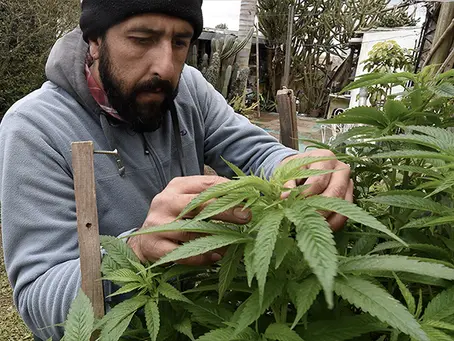 El mercado gris del cannabis en Uruguay: ¿Qué está fallando?