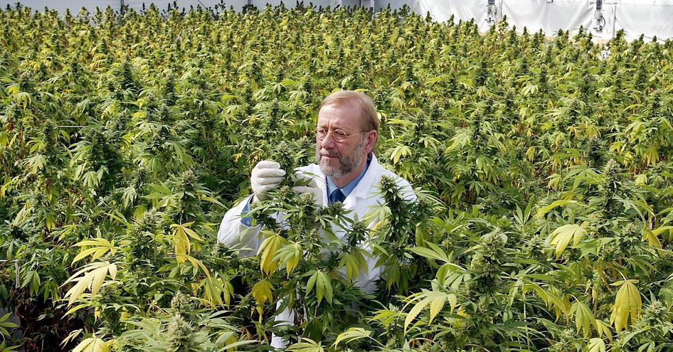 Una granja en Arizona renueva la agricultura: De tomates a un imperio de cannabis