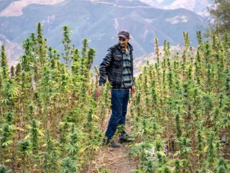 Marruecos multiplica por 14 su producción legal de cannabis en 2024