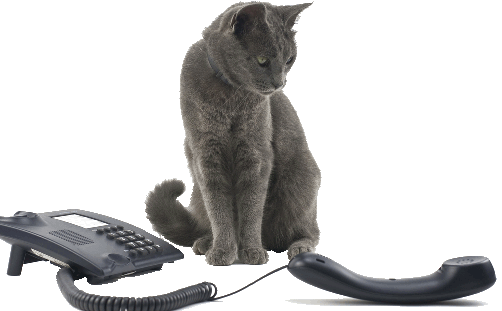 cat phone.gif