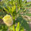 Thumbnail: Okra (Jambalaya)
