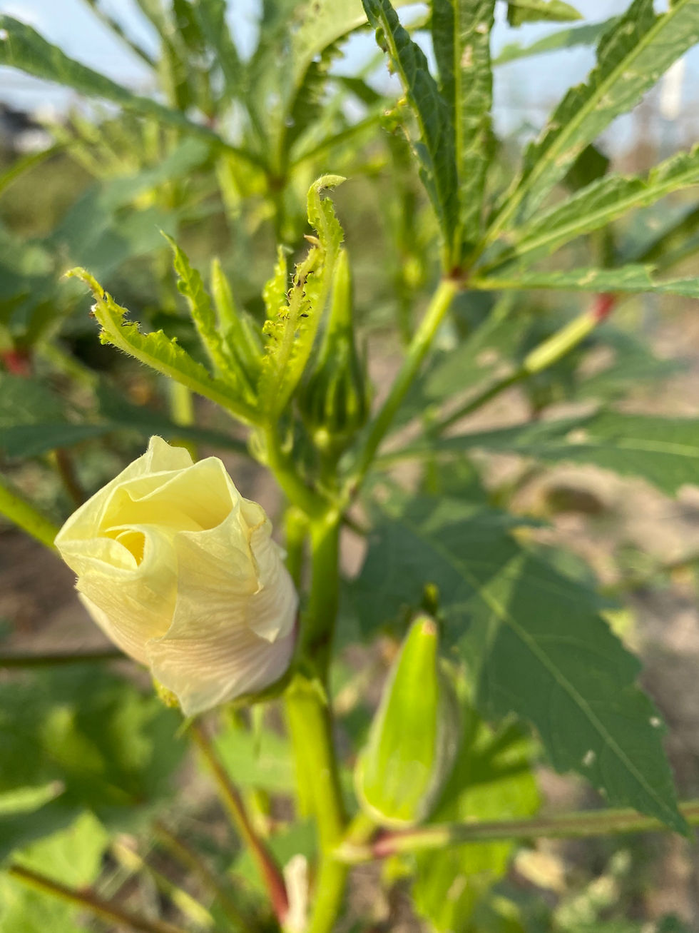 Okra (Jambalaya)