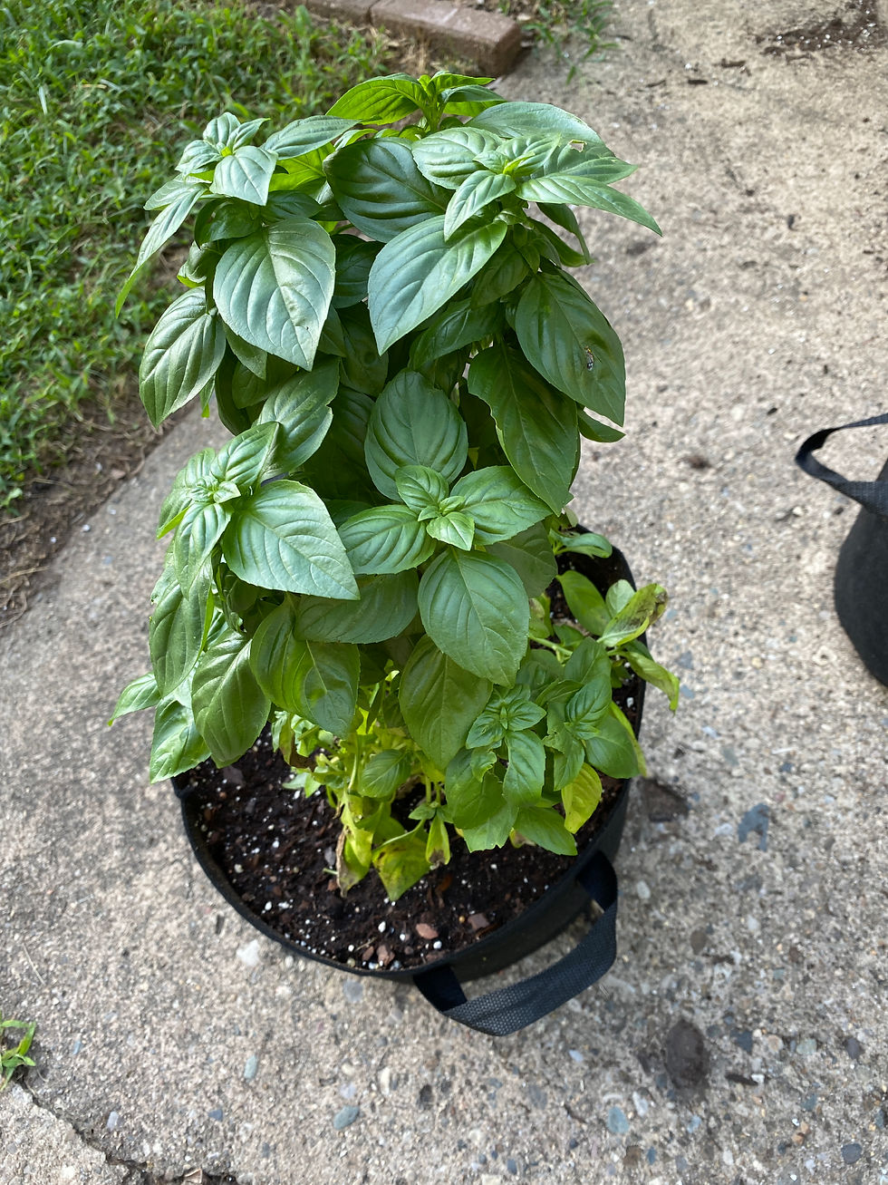 Thai Basil