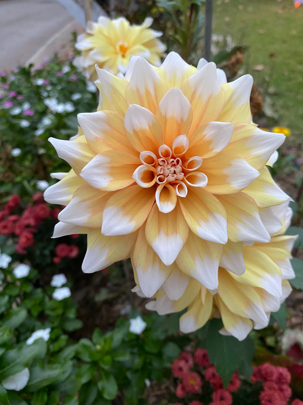 Dahlia (2022 Select)