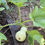 Thumbnail: Butternut Squash (Butterscotch)