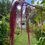 Thumbnail: Amaranth (Love Lies Bleeding)