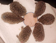 Cuccioli%2525206%252520Progetto%252520Ri