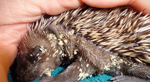 Rimozione di uova e larve di mosca da un riccio. Progetto Riccio Europeo.