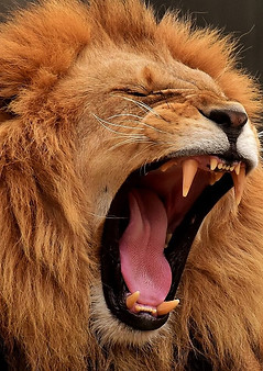 Roaring-Lion.jpg