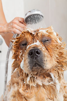 dog grooming, big dog in bath